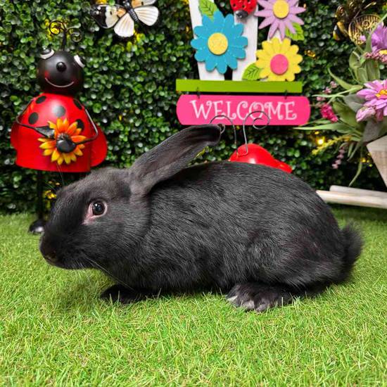 Flemish Giant Mix