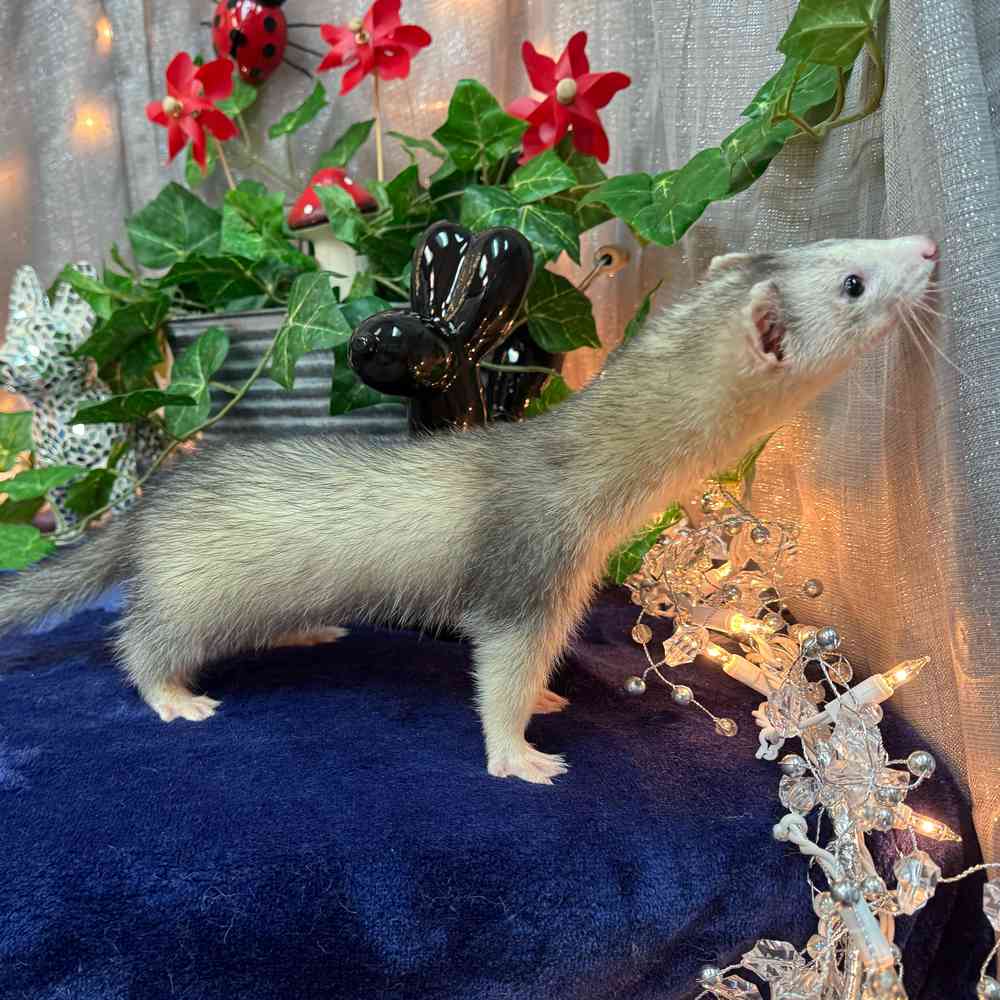 carousel pet images