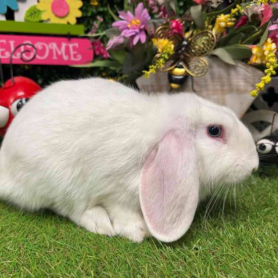 Flemish Giant Mix