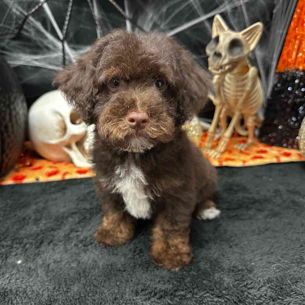carousel pet images
