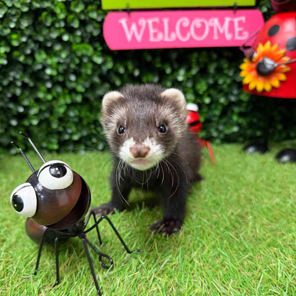 carousel pet images