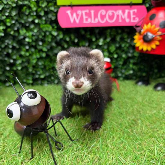 Ferret