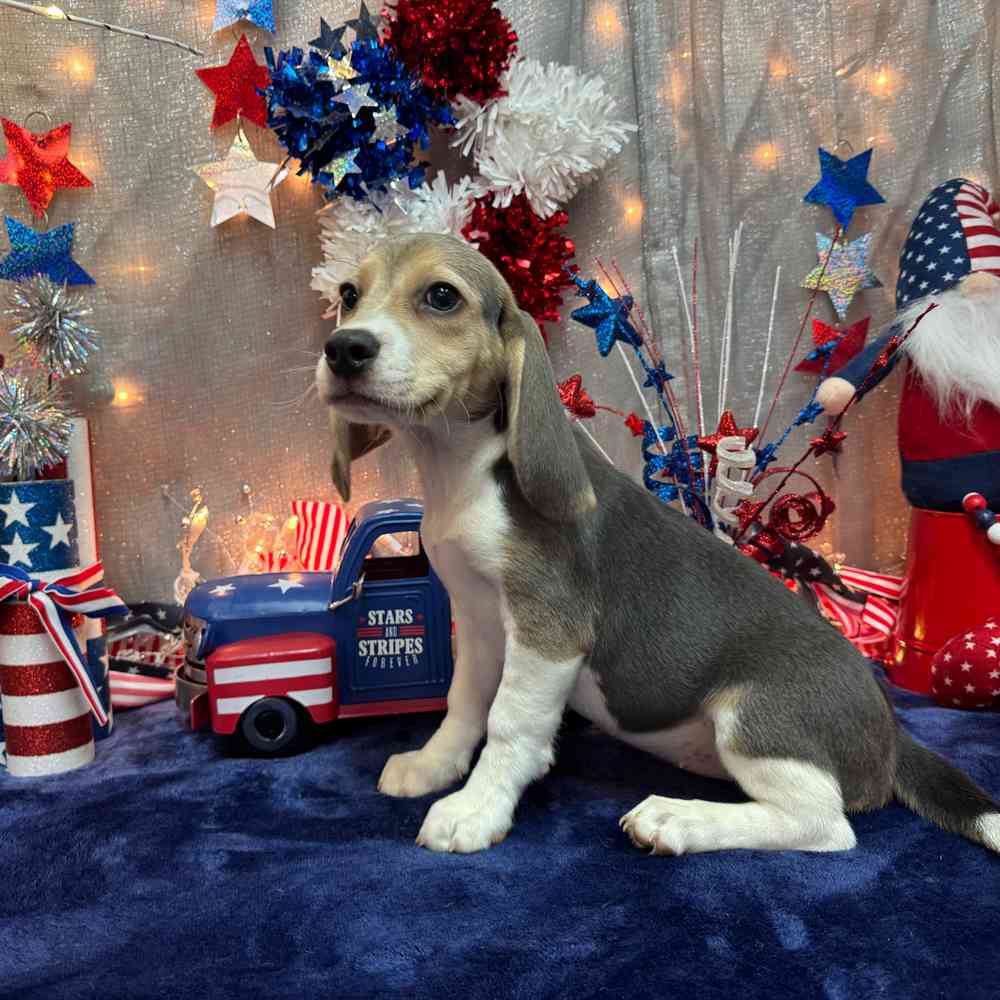 Image of a pet breed in the gallery
