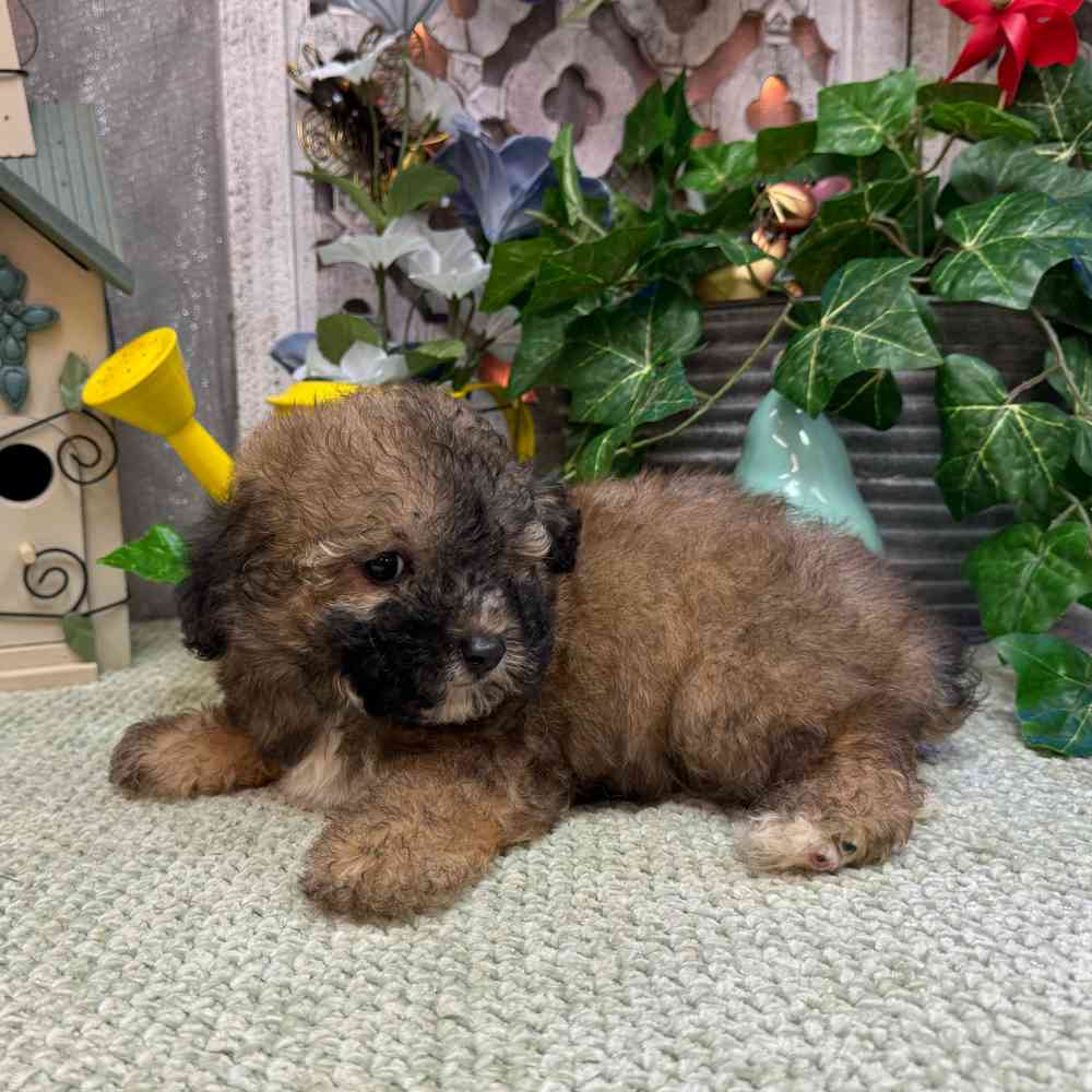 carousel pet images