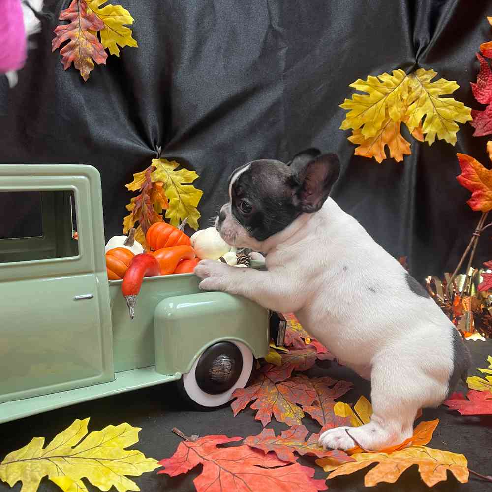 carousel pet images