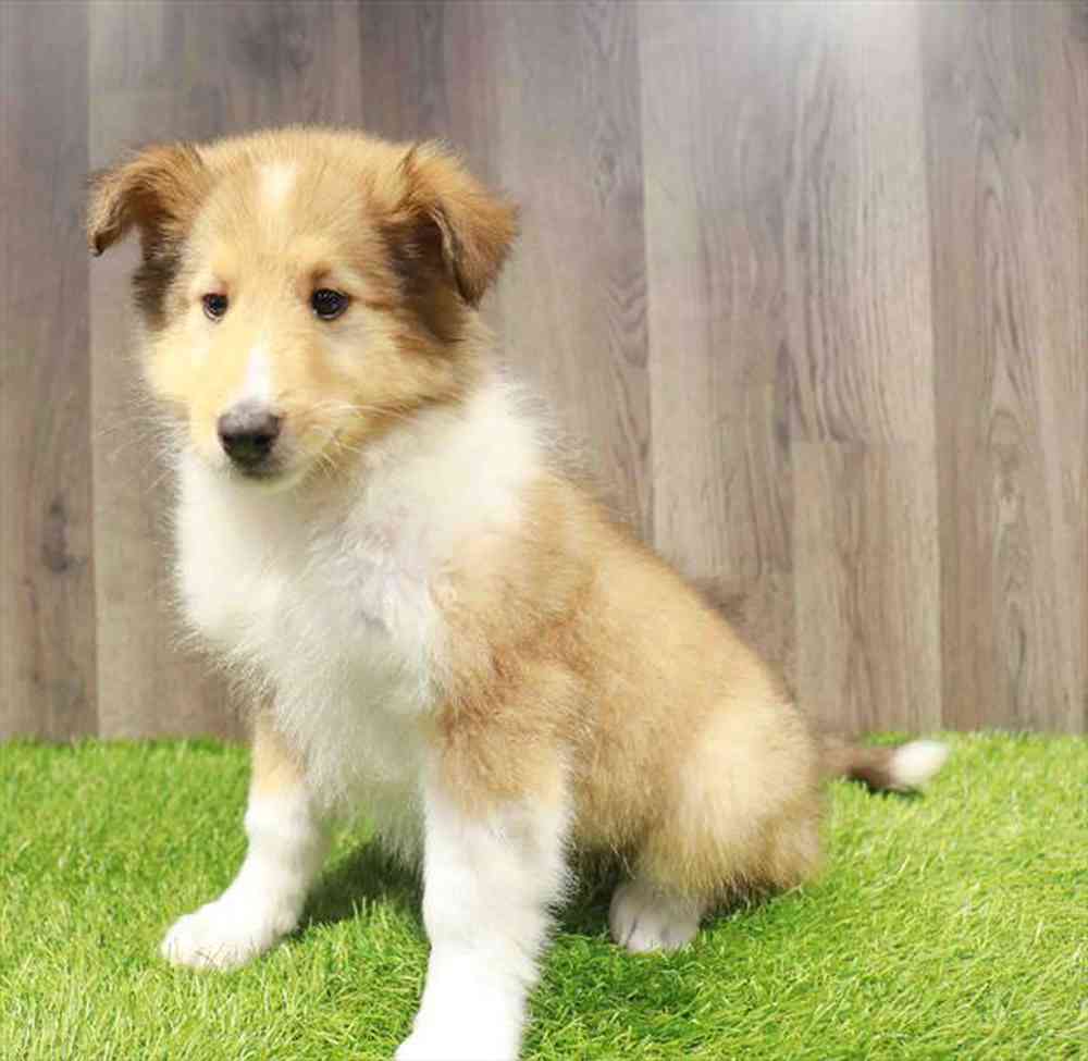 Image of a pet breed in the gallery