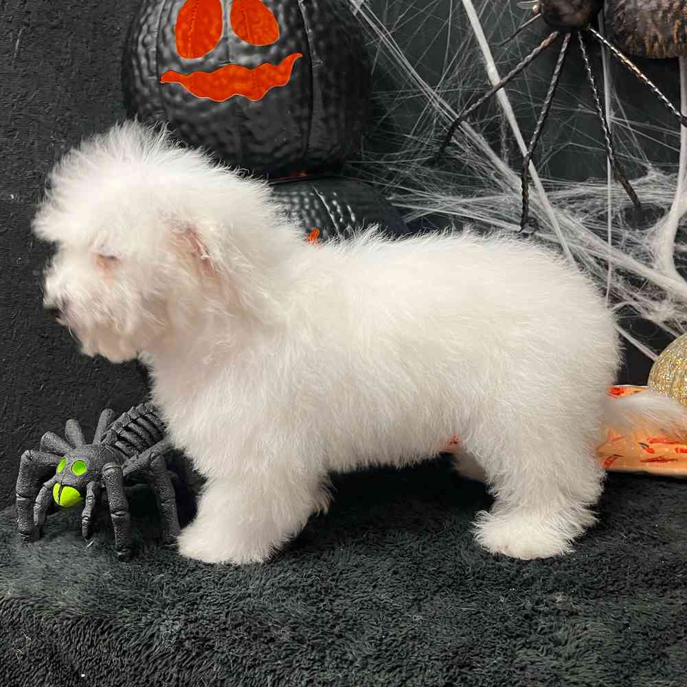 carousel pet images