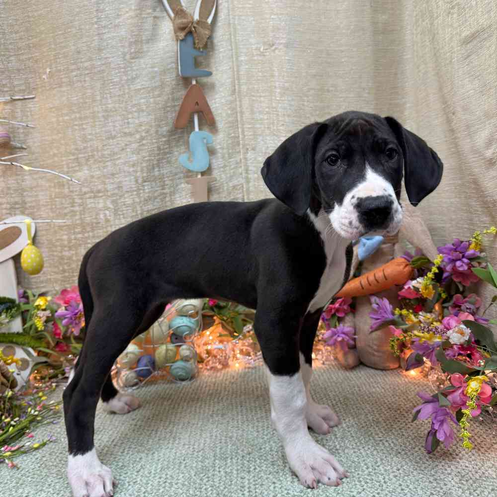 carousel pet images