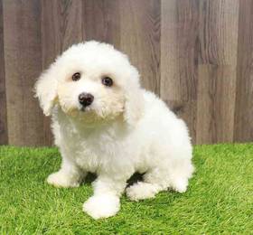 Bichon