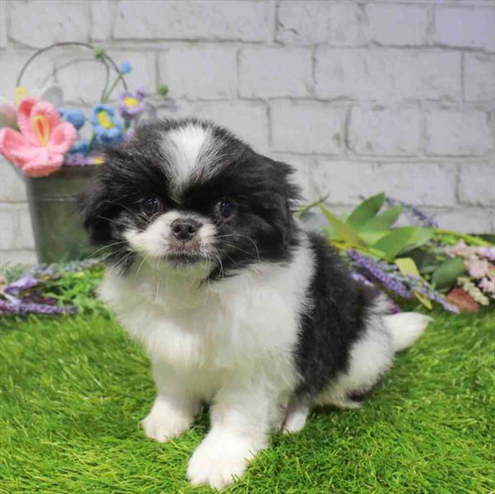 carousel pet images