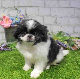 Japanese Chin