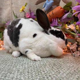Mini Rex Mix