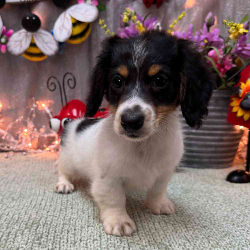 Image of a pet breed in the gallery