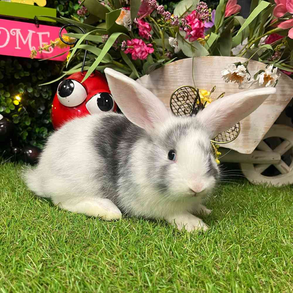 carousel pet images