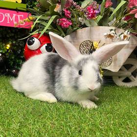 Flemish Giant Holland Lop Mix