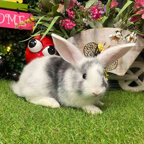 Flemish Giant Holland Lop Mix