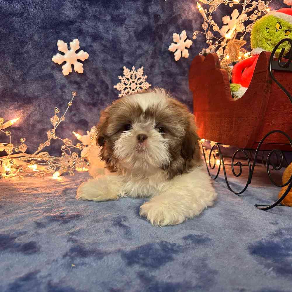 carousel pet images