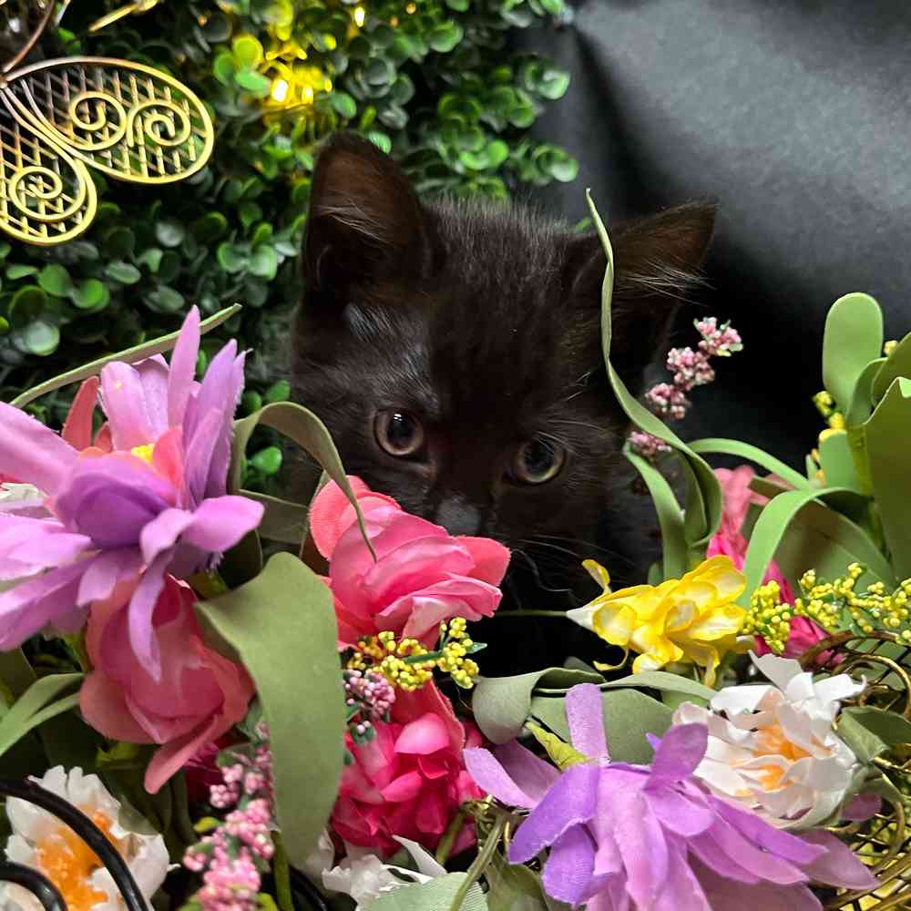 carousel pet images