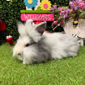 Lionhead