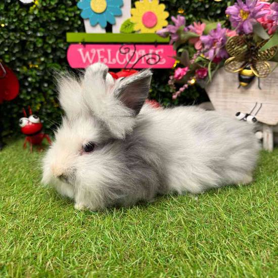 Lionhead