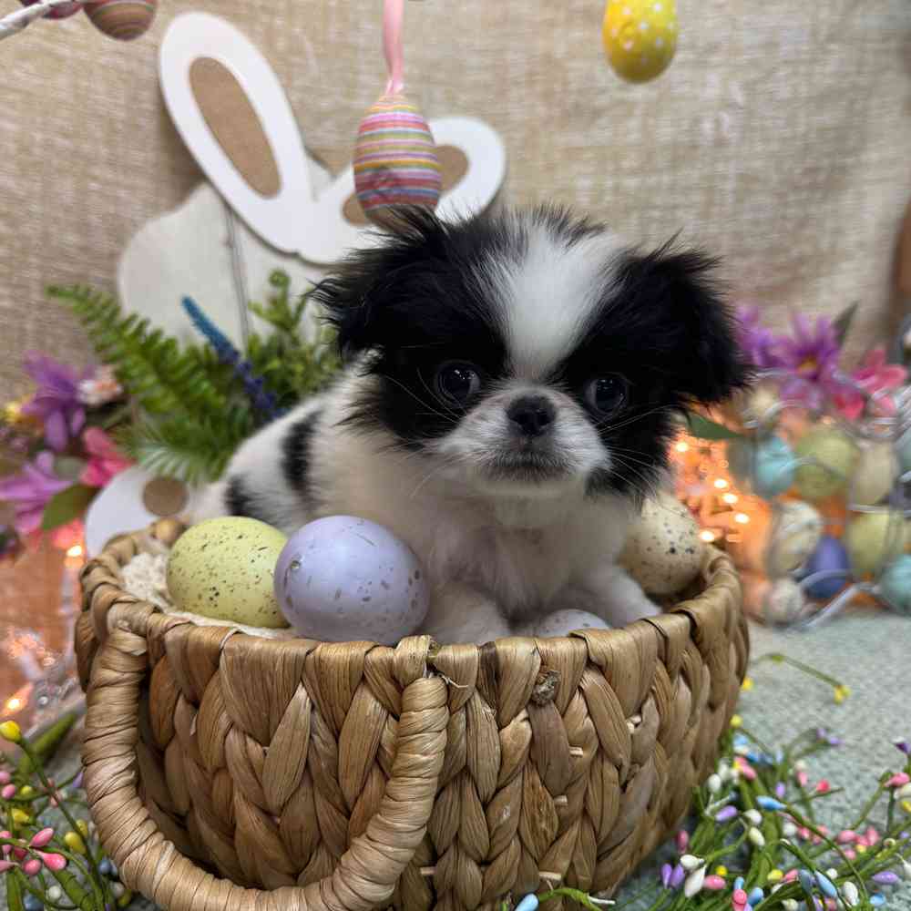 Image of a pet breed in the gallery