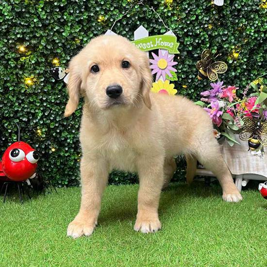 Benji