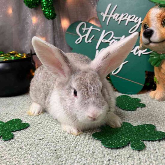 Holland Lop Mini Rex Mix