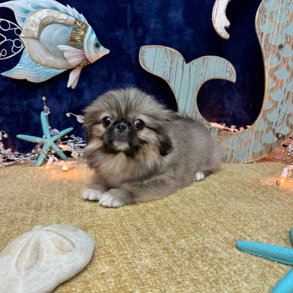 carousel pet images