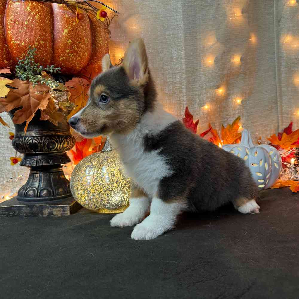 carousel pet images