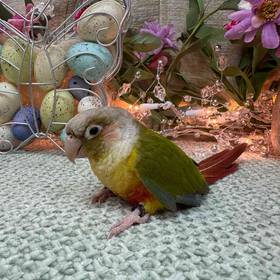 Green Cheek Conure