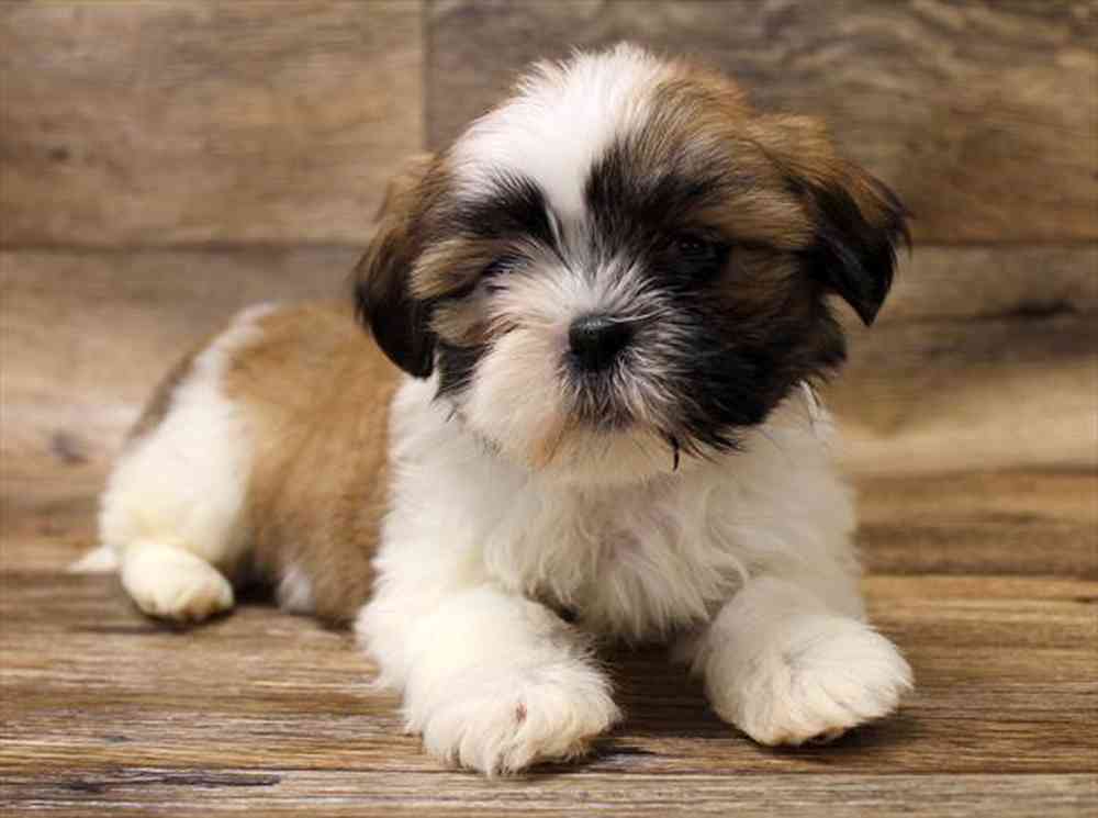 carousel pet images