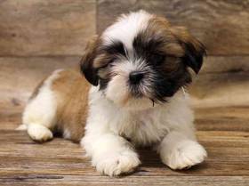 Lhasa Apso