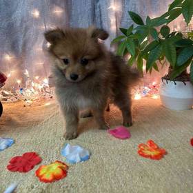 Pomeranian