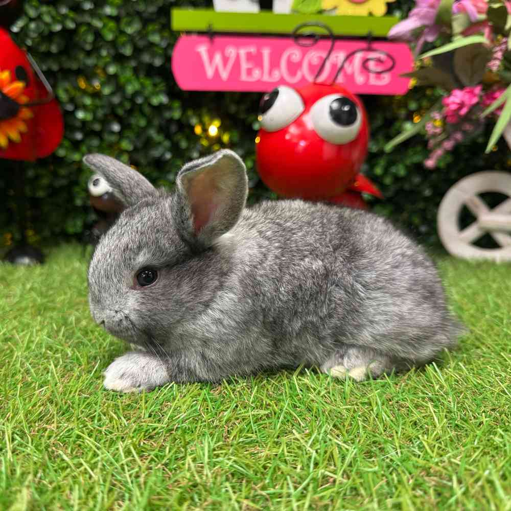 carousel pet images