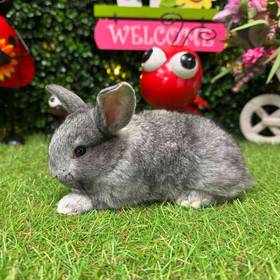 Flemish Giant Holland Lop Mix