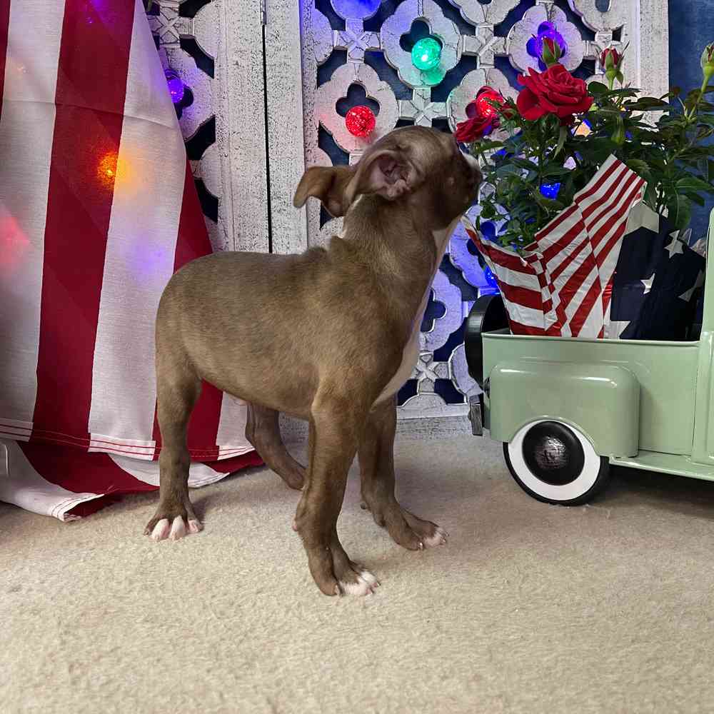 carousel pet images