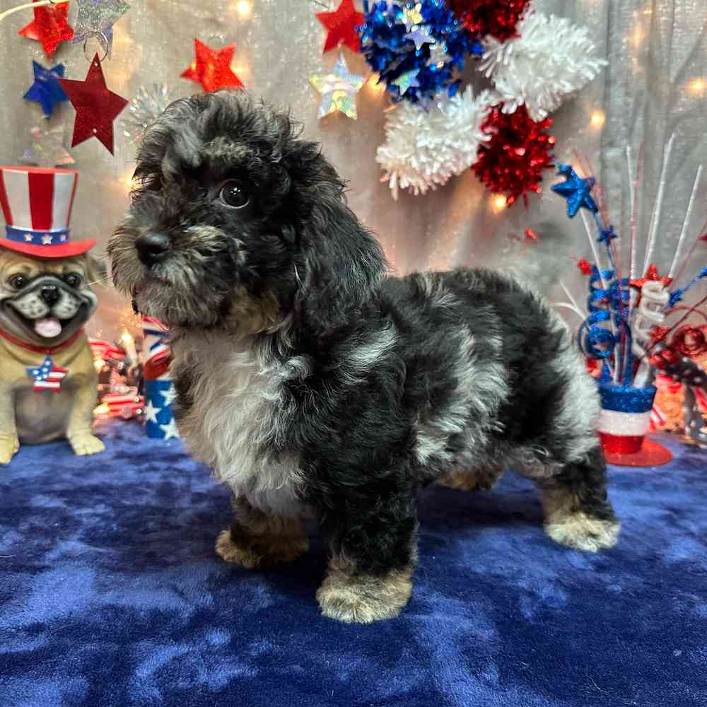 carousel pet images