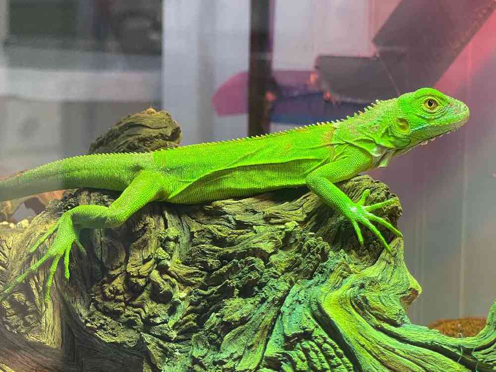 Juvenile Iguana for Sale in Stafford, VA