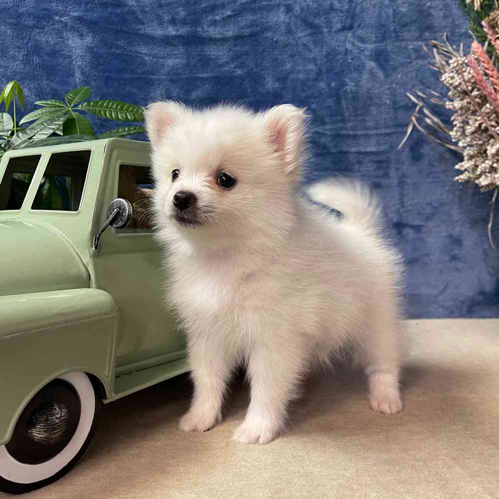 carousel pet images