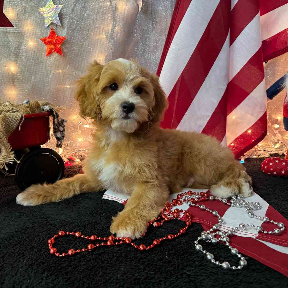carousel pet images