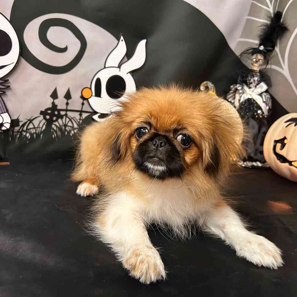 carousel pet images