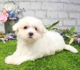 Maltese