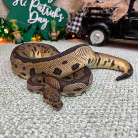 Ball Python