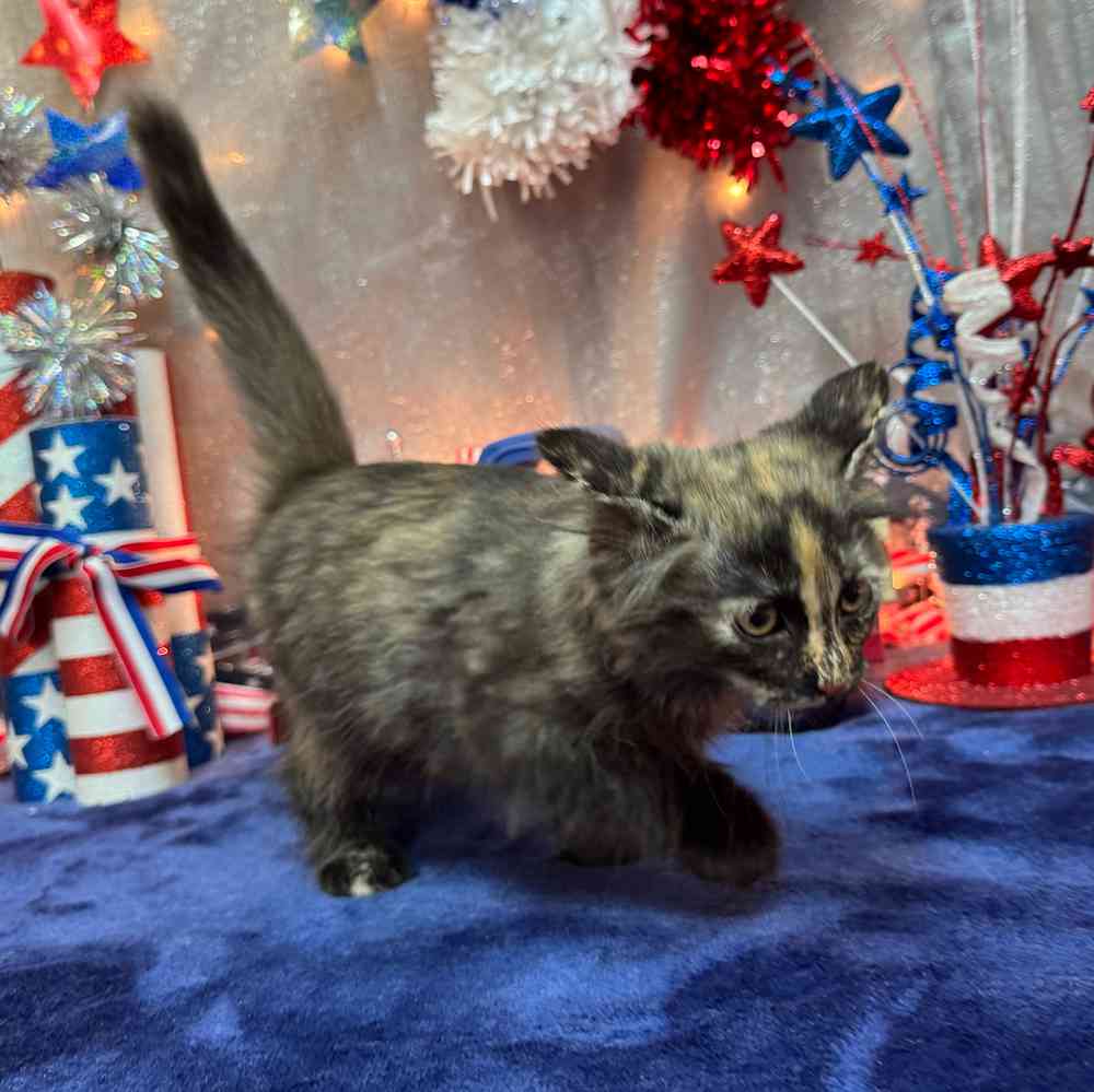 carousel pet images