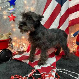 Mini Schnauzer