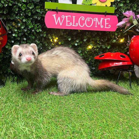 Ferret