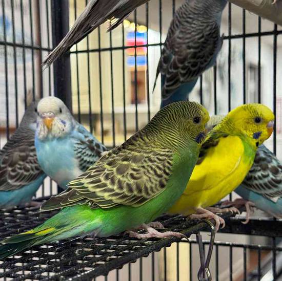 Parakeet