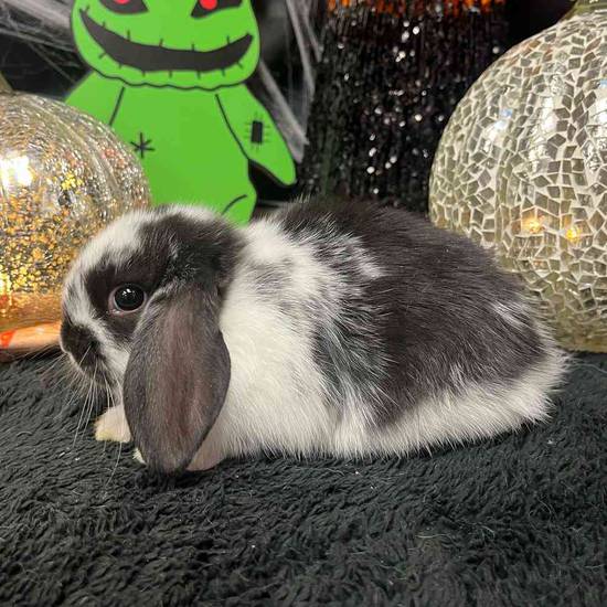 Holland Lop