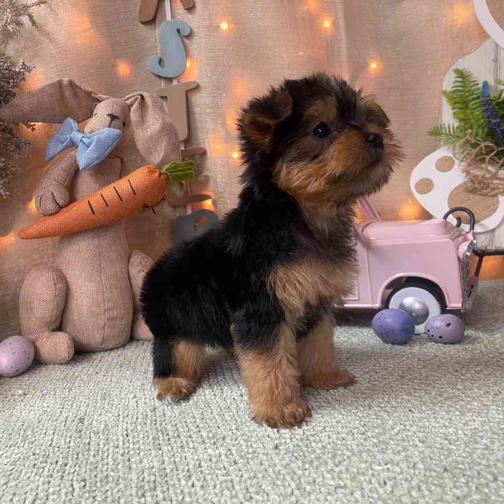 carousel pet images