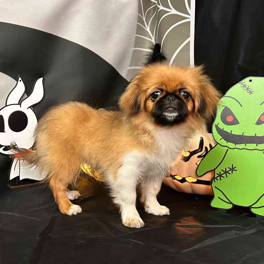 carousel pet images